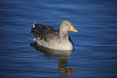 Close-up of goose in lake