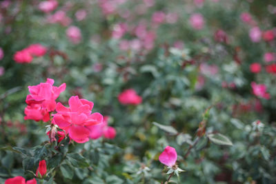 Close-up of pink flowers blooming outdoors