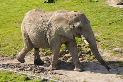 Side view of elephant standing by grass