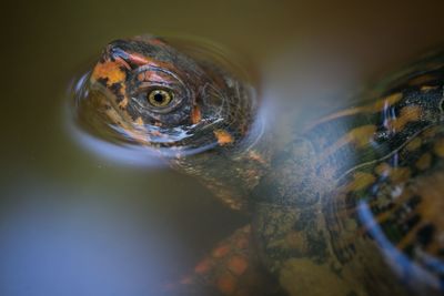 Close-up of turtle in water
