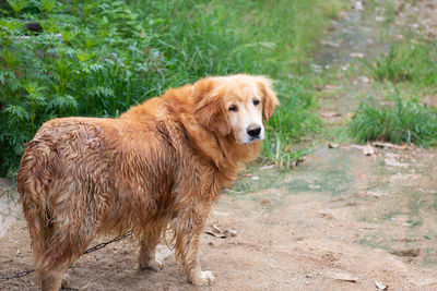 Portrait of golden retriever standing against plants