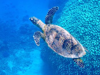 Turtle swimming in sea