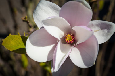 Close-up of white flowering plant