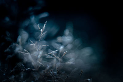 Close-up of plants against blurred background