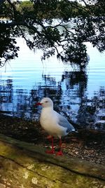 Bird in lake