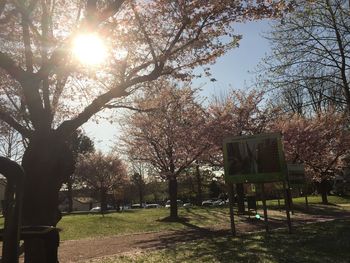 Sun shining through trees