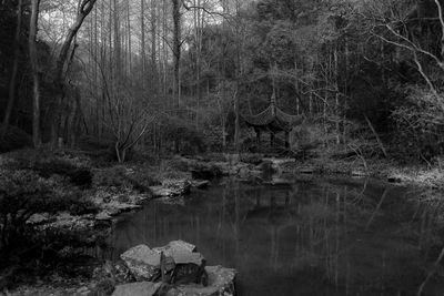 Scenic view of forest