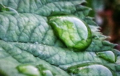 Close-up of plant