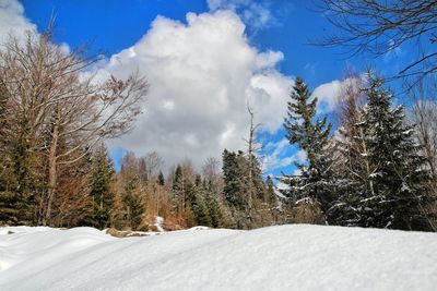 Pine trees on snow covered land against sky