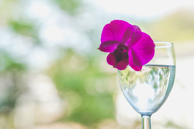 Close-up of purple flower in glass