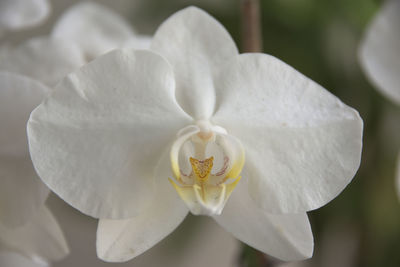 Close-up of white flower blooming outdoors