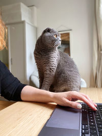 Person working from home with with cat
