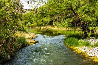 Scenic view of river amidst trees in forest