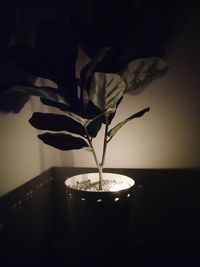 Close-up of potted plant on table