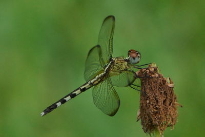 Close-up of dragonfly on twig