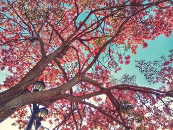 Low angle view of tree against sky