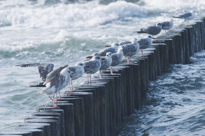 Seagulls flying over sea