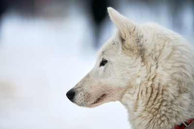 Close-up of dog looking away