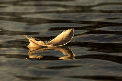 Close-up of duck floating on lake