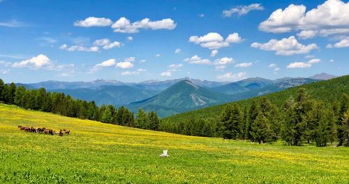 Scenic view of field against sky