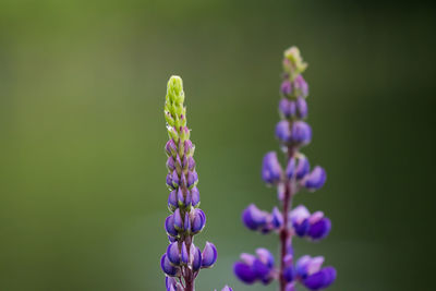 Close-up of purple flowering plant