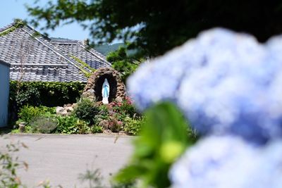 Flowering plants by building against sky