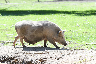 Pig in a field