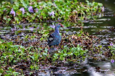 Bird perching on a lake