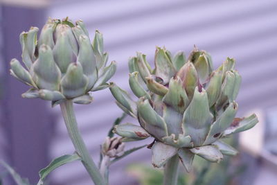 Close-up of succulent plant