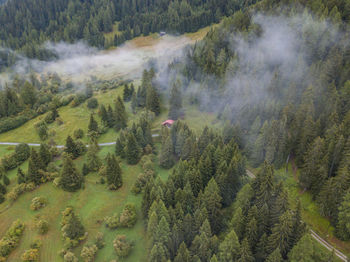 High angle view of pine trees in forest