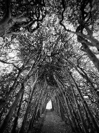 Low angle view of trees in forest