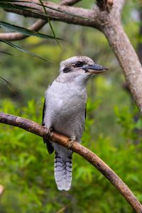 Close-up of bird perching on branch