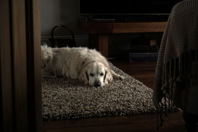 Dog lying down on rug at home