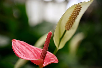 Close-up of red flowering plant