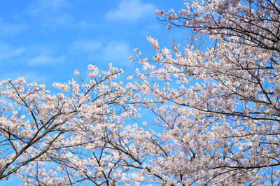 Low angle view of cherry tree against blue sky