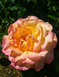 Close-up of pink rose flower