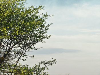 Low angle view of tree against sky