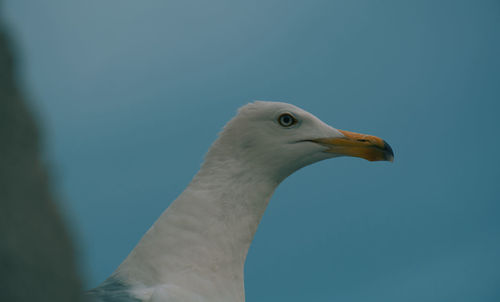 Low angle view of seagull against clear blue sky