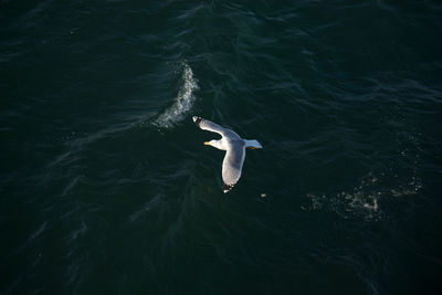 High angle view of bird swimming in sea
