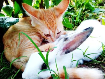 Close-up of cat lying on grass