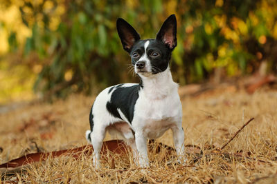 Portrait of dog on field