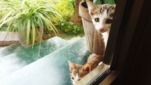 Portrait of cat by window