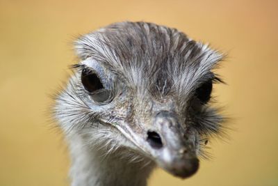 Close-up portrait of a bird