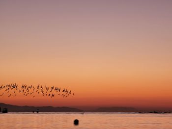 Silhouette birds flying over sea against orange sky