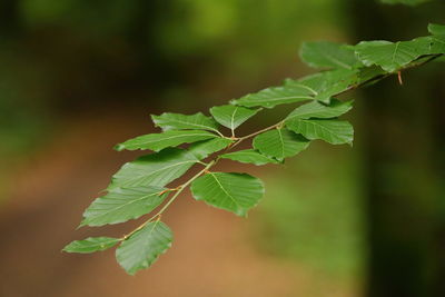 Close up of a beech leaves