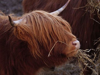 Close-up of a highland cattle cow