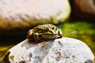 Close-up of frog on rock