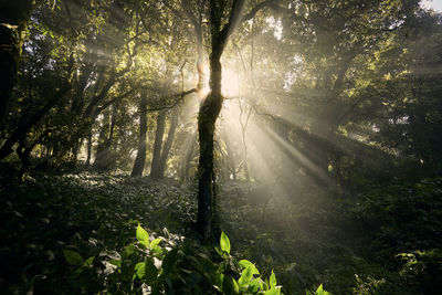 Sunlight streaming through trees in forest