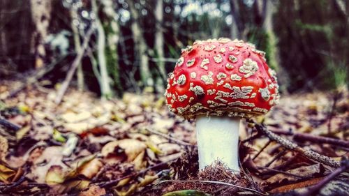 Close-up of mushroom growing in forest