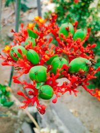 Close-up of red berries growing on plant